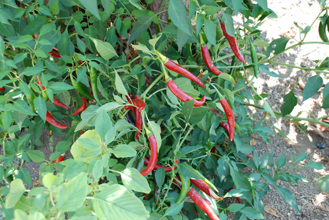 Organic pepper plant at Villa Lilly.