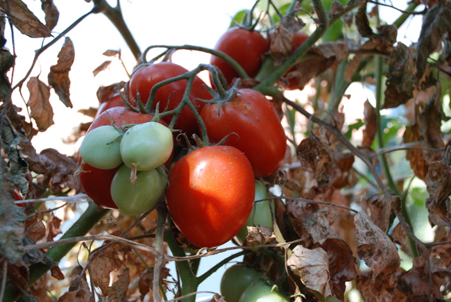 Organic tomatoes growing outdoors at Villa Lilly.