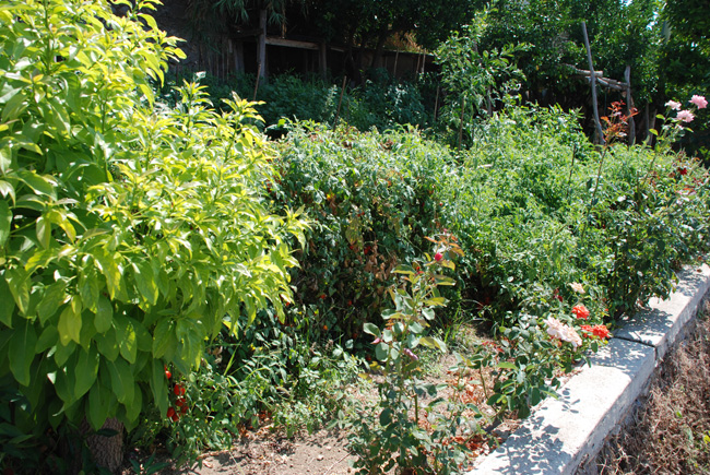 Varias verduras que crecen en los jardines orgánicos de Villa Lilly.
