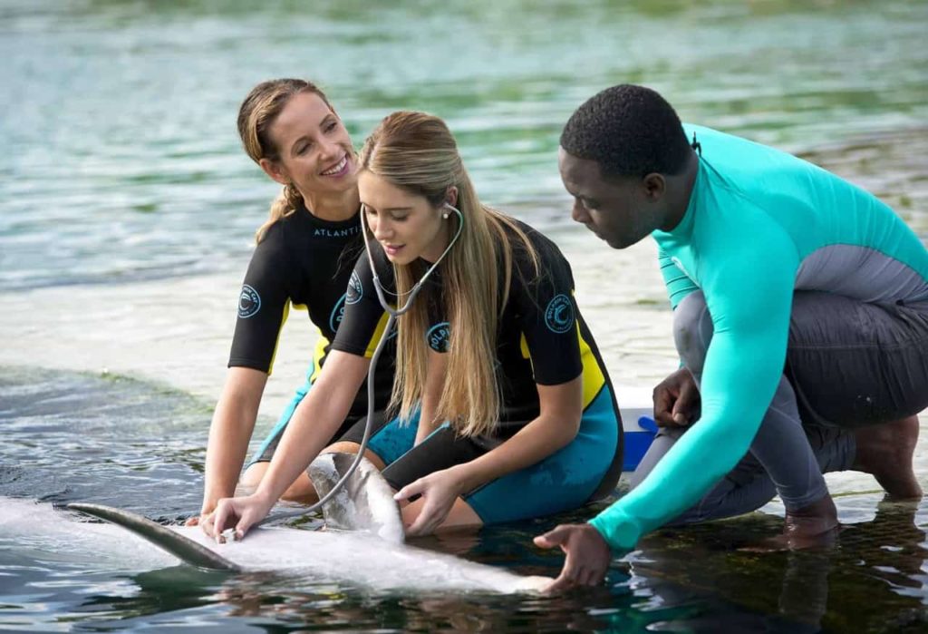 Vet and trainers doing a checkup on a dolphin at Atlantis Paradise Island.