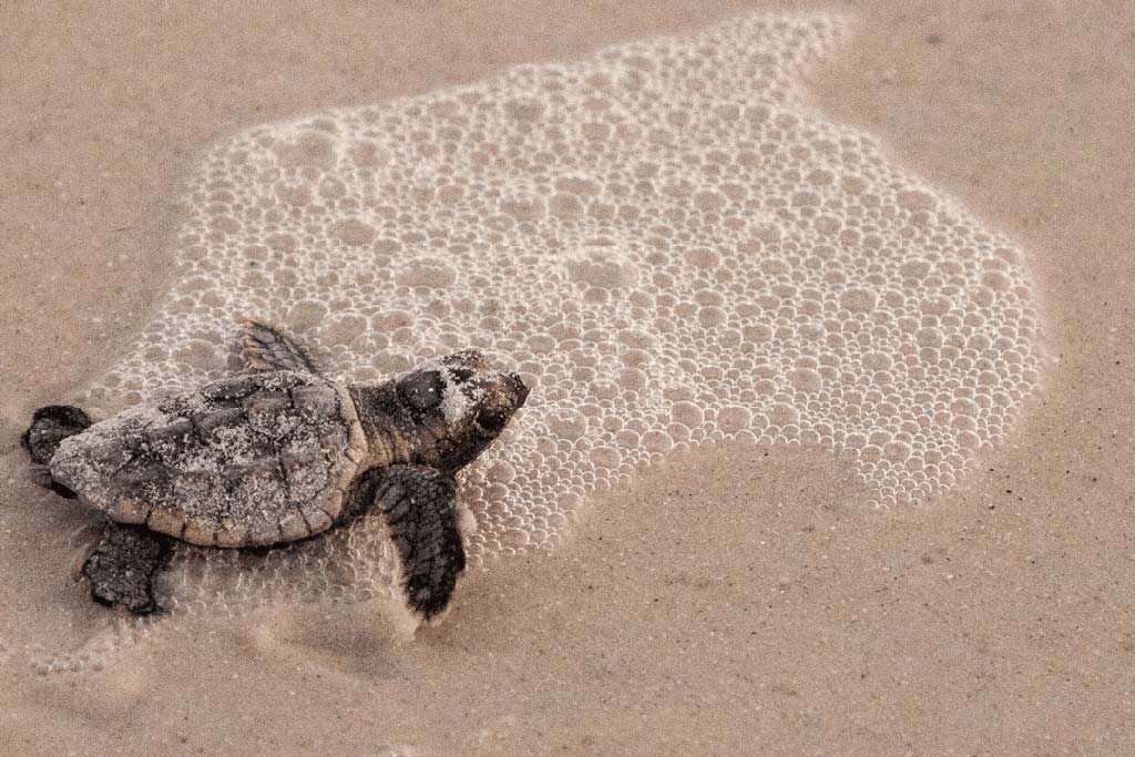 Sea turtle on the beach | Agapi Beach Resort