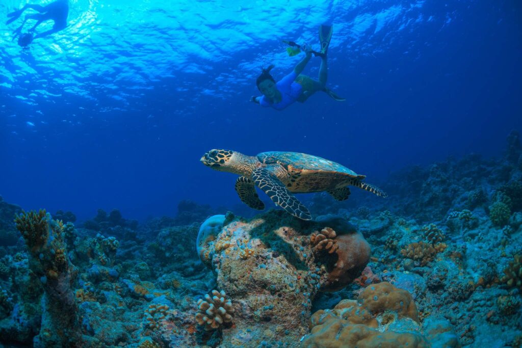 Scuba Diver observando una tortuga marina bajo el agua.