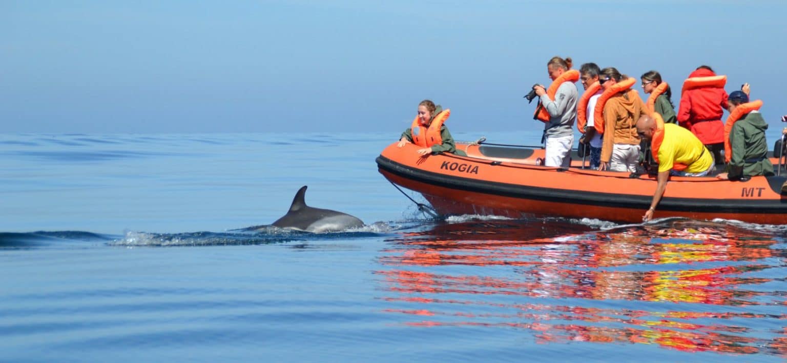 Group of tourists on a boat looking at dolphins