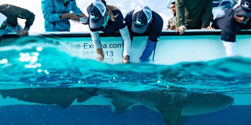Grupo de personas etiquetando a un tiburón en el océano