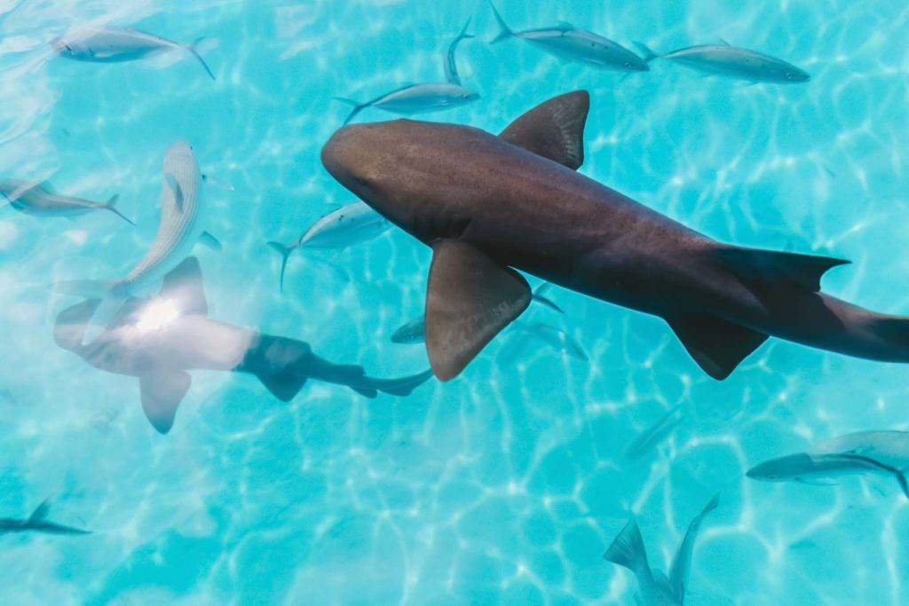 Tiburones nadando en las cristalinas aguas del Caribe.