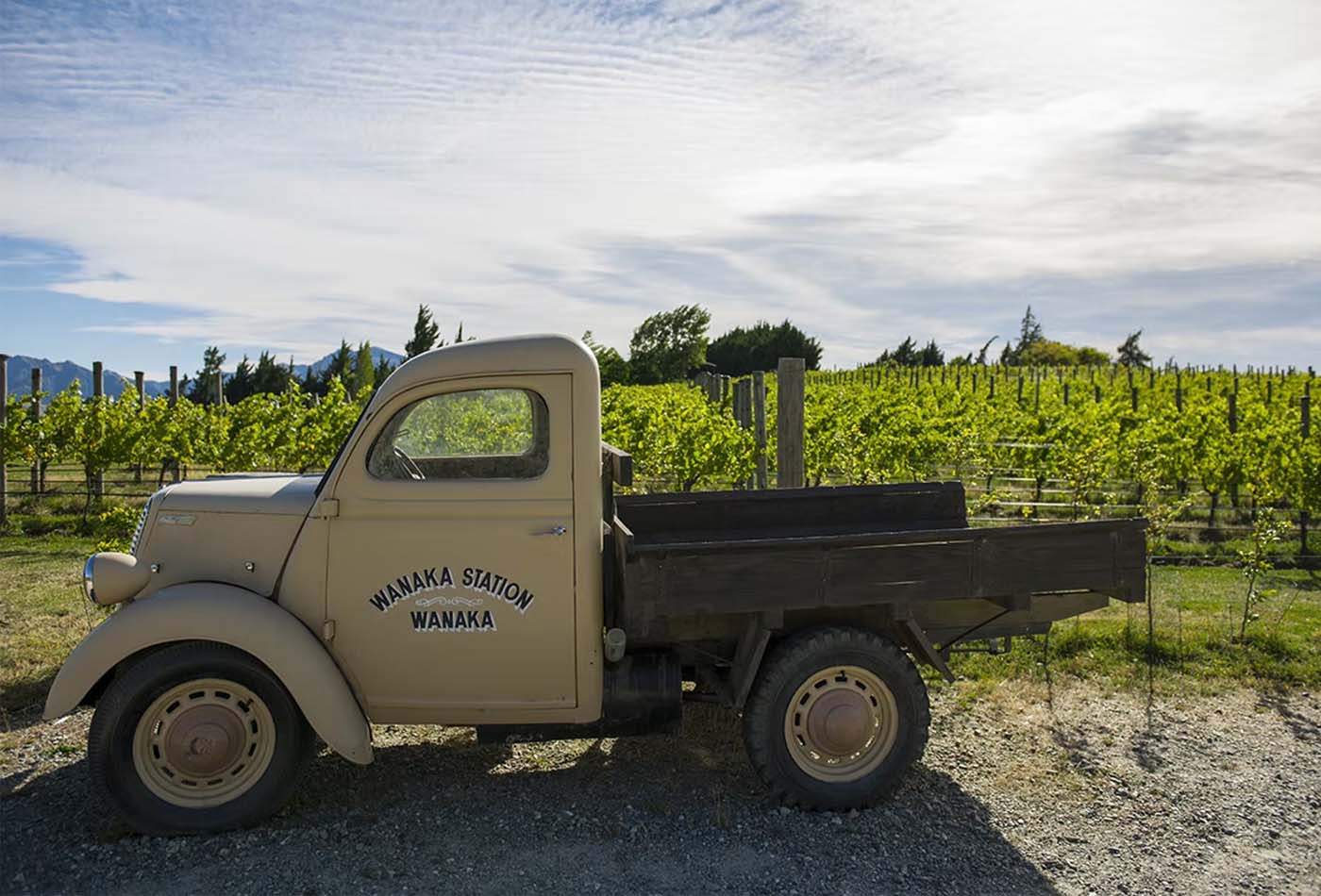 Old truck parked next to a vineyard