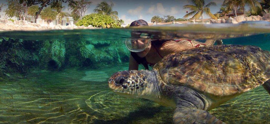 Woman swimming with a sea turtle at Cayman Turtle Center