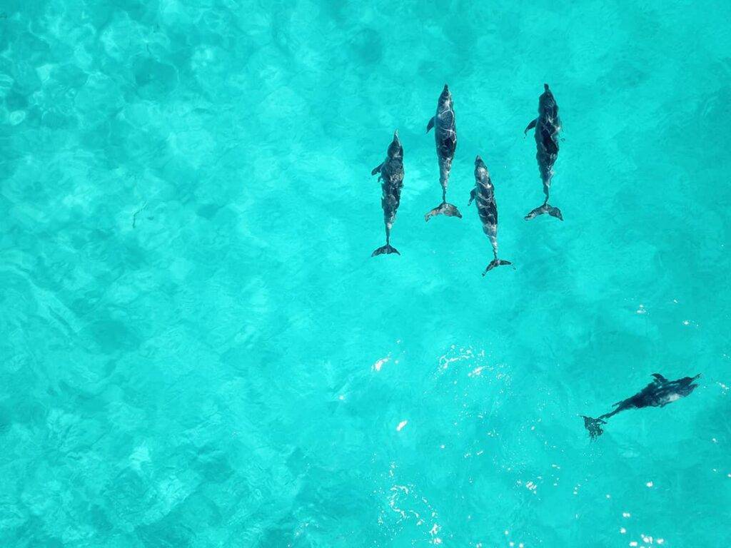 Aerial view of dolphins swimming in the ocean