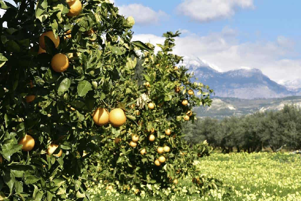 أشجار الليمون في جزيرة كريت ، اليونان