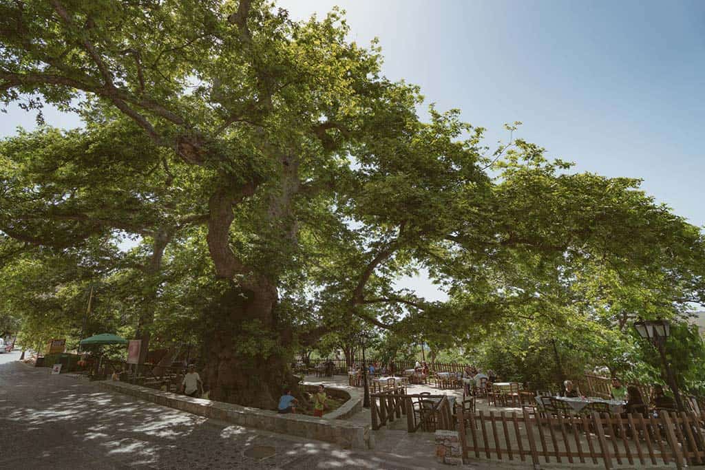 Außenterrasse mit Tischen und Stühlen unter einem großen Baum auf Kreta, Griechenland