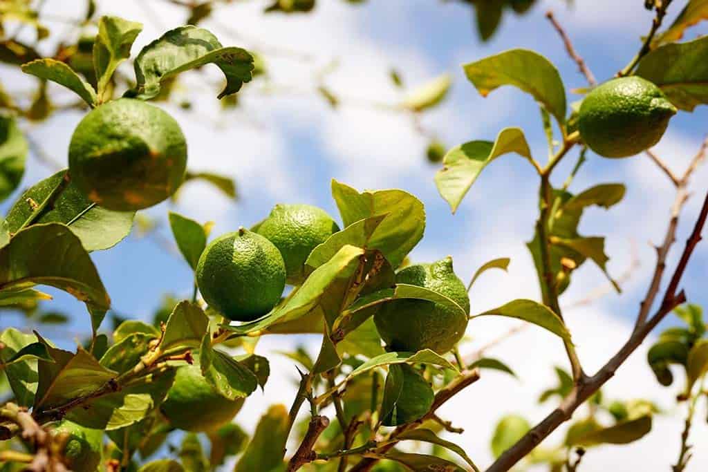 Close up of lime tree at Agapi Beach Resort