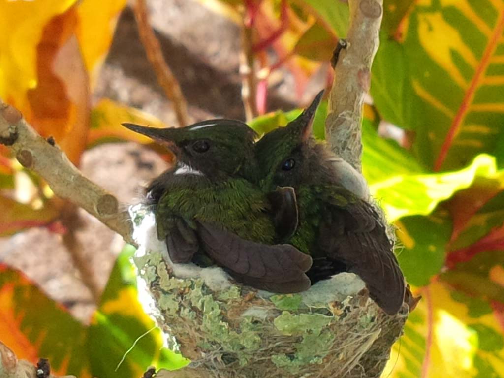 Hummingbirds in a nest at Calabash Cove