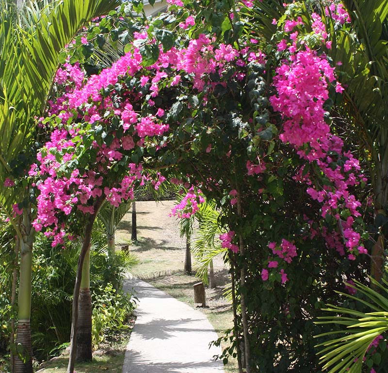 Bougainvillea flower arch over walkway at Calabash Cove