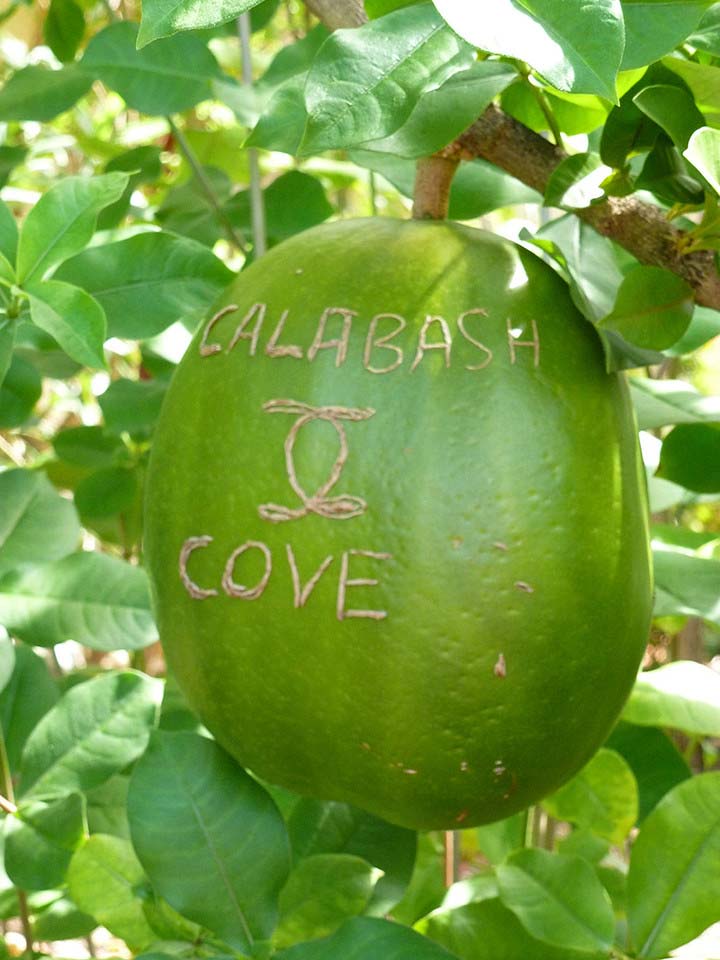 Calabash Cove texto tallado en una calabaza