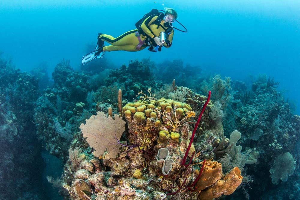 Scuba diver over coral reef