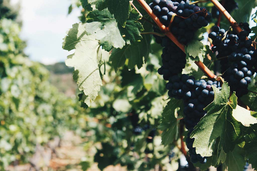 Vineyard grapes on the vine in Crete, Greece