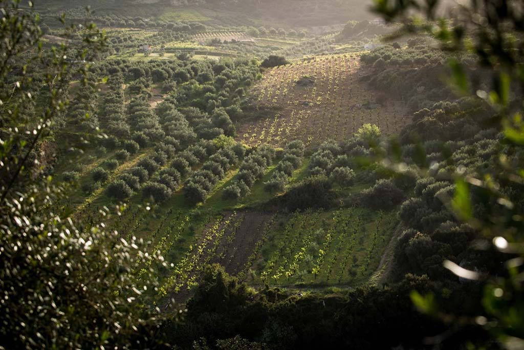 Overhead view of vineyard in Crete, Greece