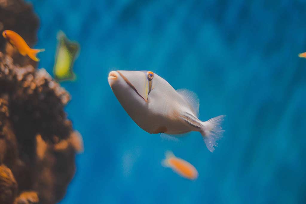 Graue Fische schwimmen in einem Aquarium