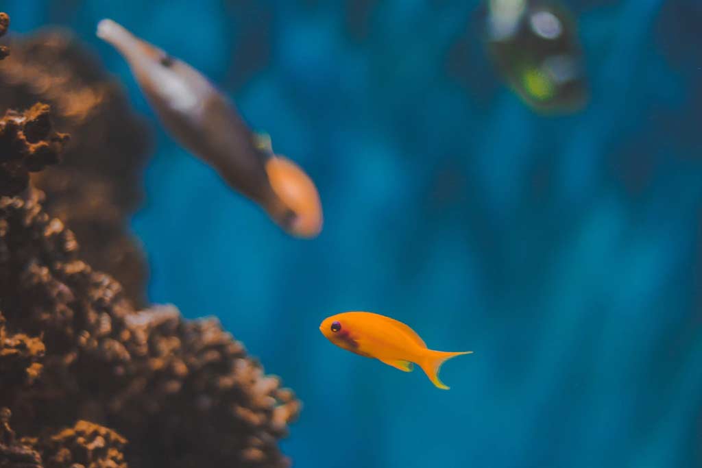 Pequeño pez naranja en un acuario