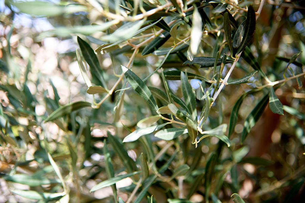 Zweige von Olivenbäumen