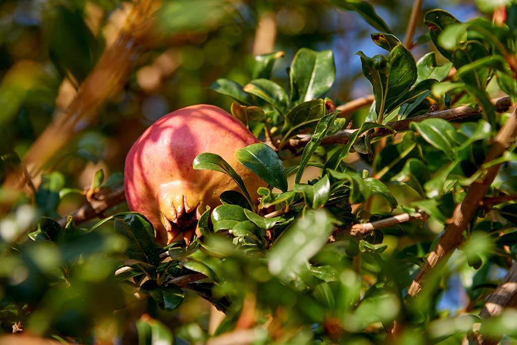 A pomegranate on a tree branch