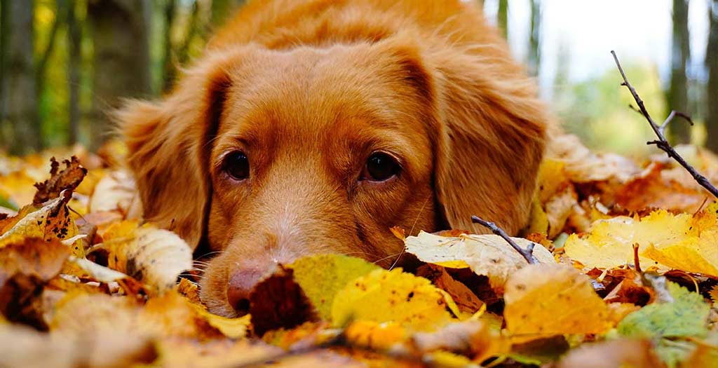 Dog laying in a pile of leaves