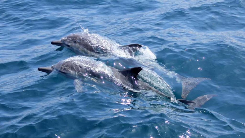 Delfines nadando en el océano