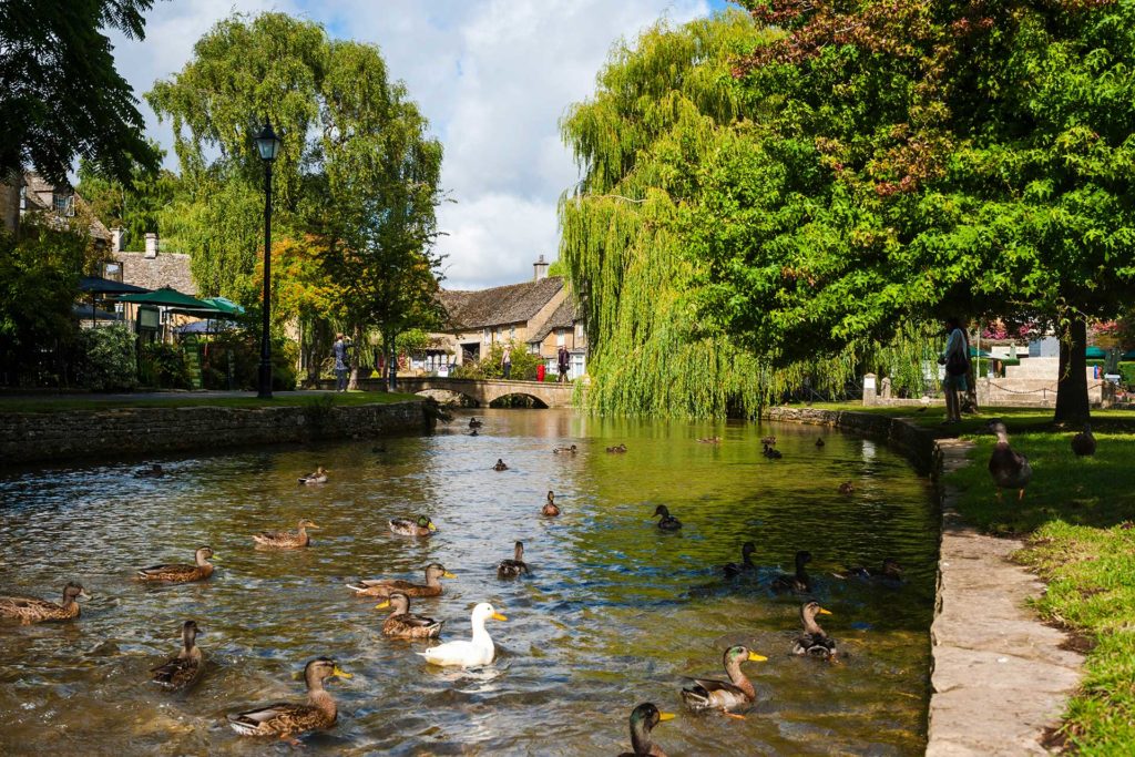 Group of ducks swimming in a river in Bourton on the Water, Gloucestershire, United Kingsdom