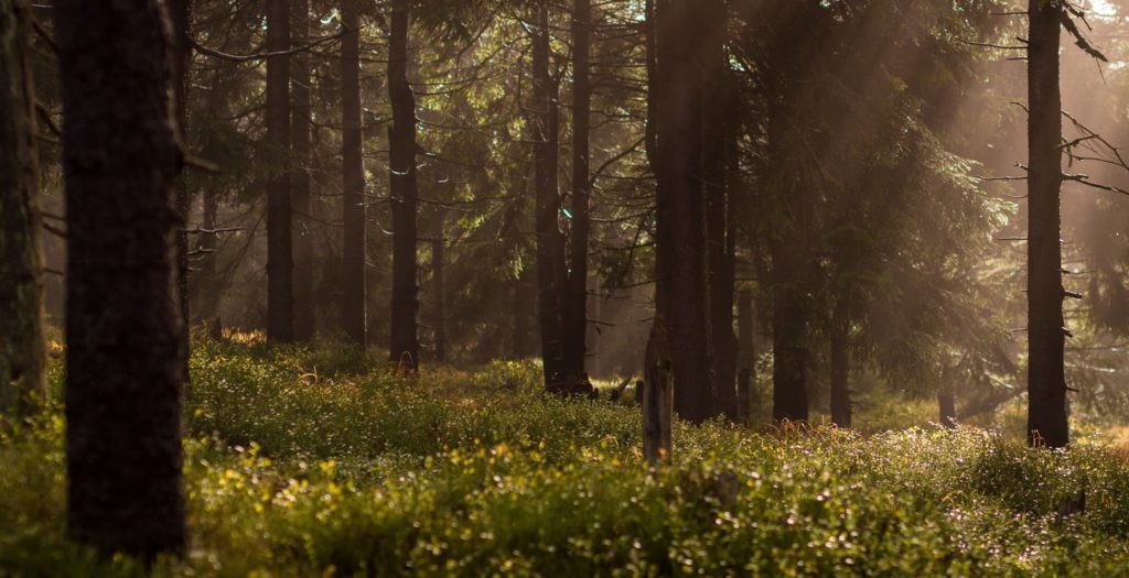 Bosque siempreverde de la Reserva Natural Chaddesley Woods en Worcestershire, Reino Unido