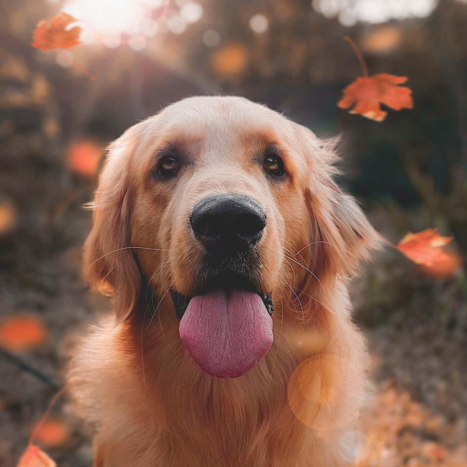 Perro rodeado de hojas de otoño que caen