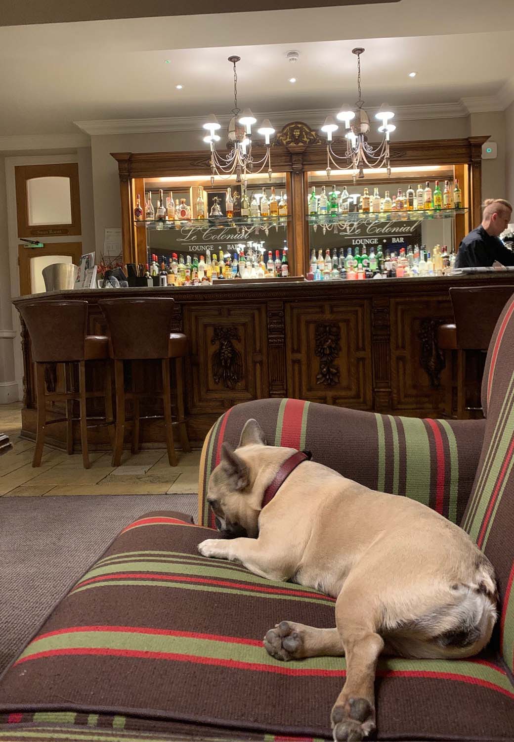 Dog lounging on a couch by the bar in Brockencote Hall