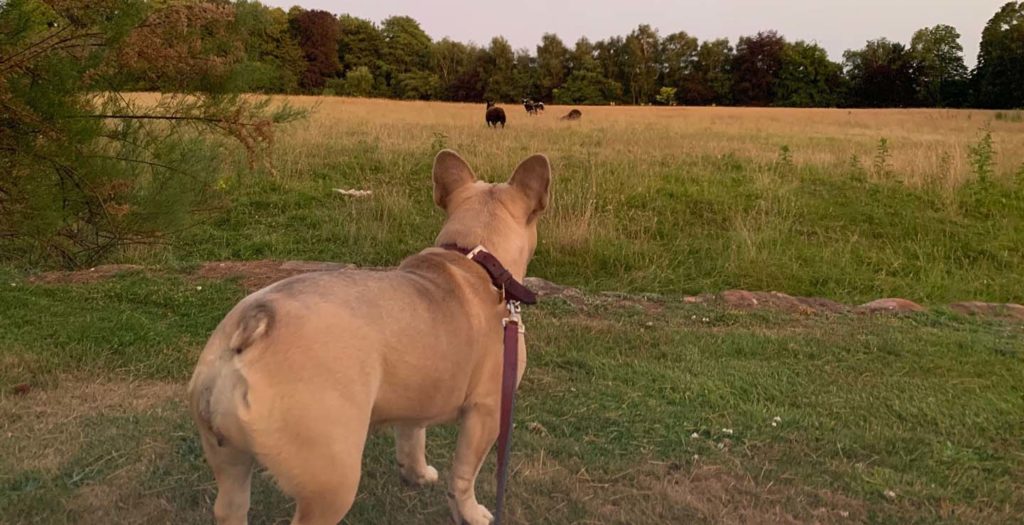 Dog looking at alpaca in an open field