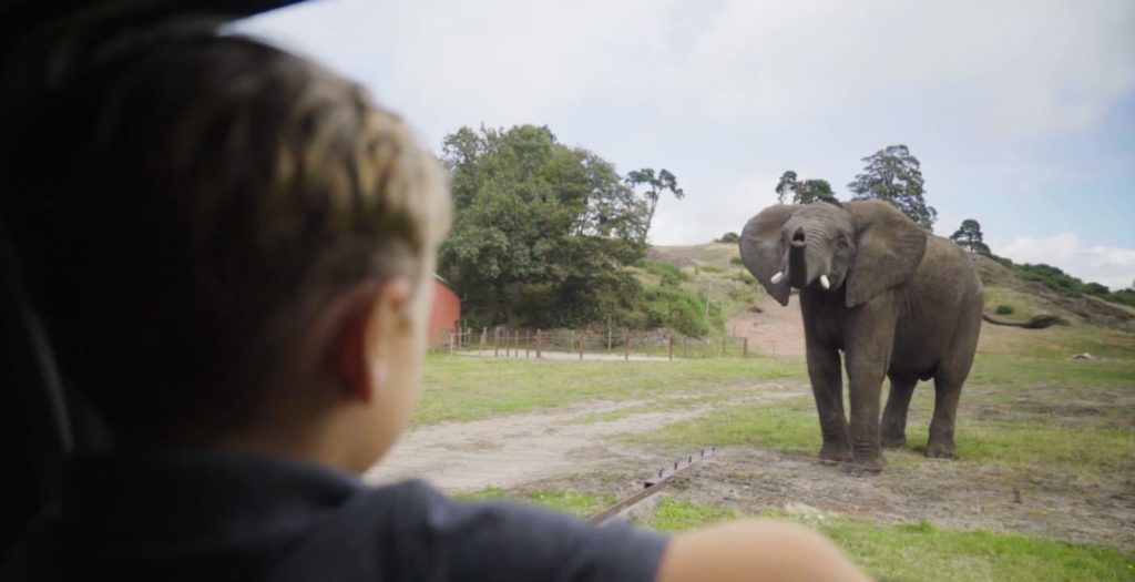 Kleiner Junge, der einen Elefanten im West Midlands Safari Park in Bewdley, England, bewundert