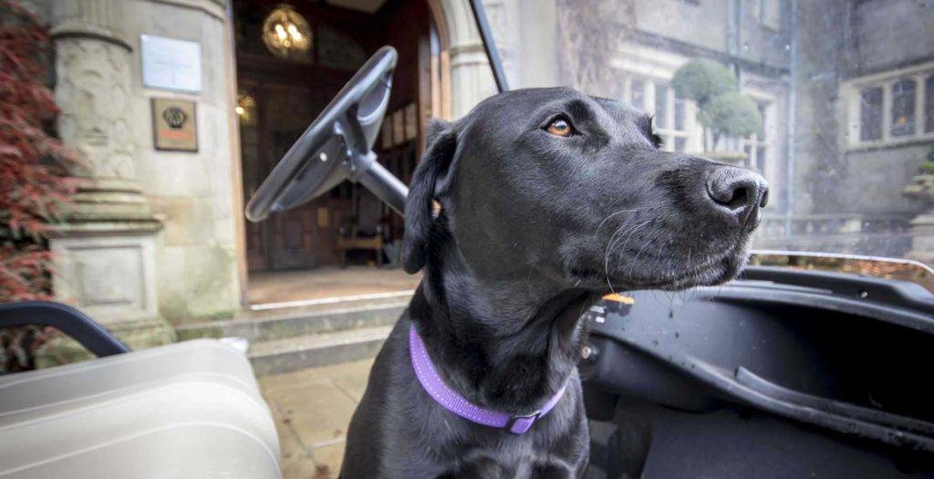 Black dog sitting on a golf cart in front of Bovey Castle