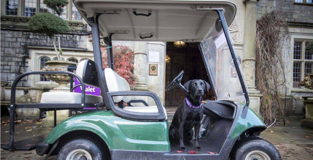 Black dog sitting on a golf cart in front of Bovey Castle