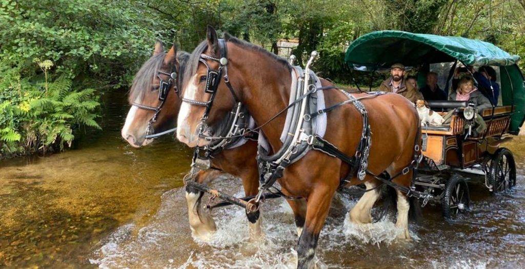 Horse drawn carriage going through water at Bovey Castle