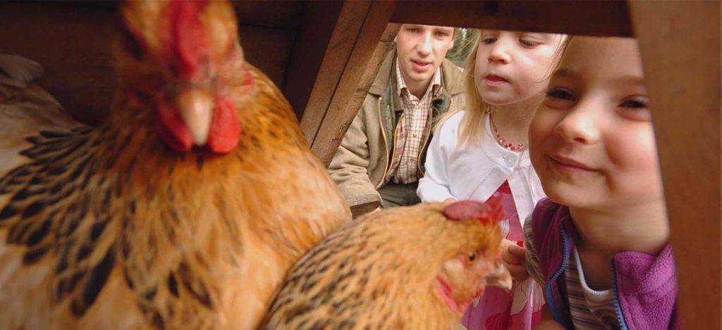 Kids looking at chickens in a coop at Bovey Castle