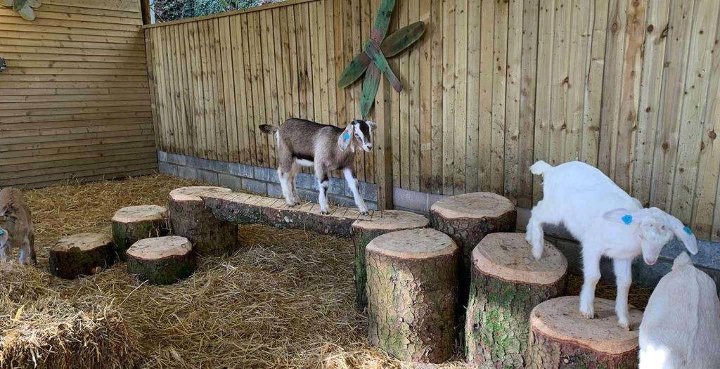 Goats in a pen at Bovey Castle