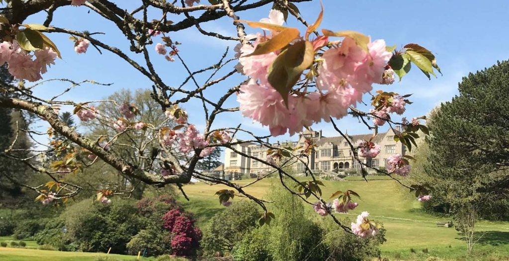 Cherry blossoms blooming on the Bovey Castle grounds