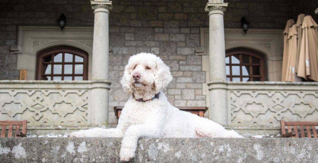 White poodle sitting on a step in front of Bovey Castle