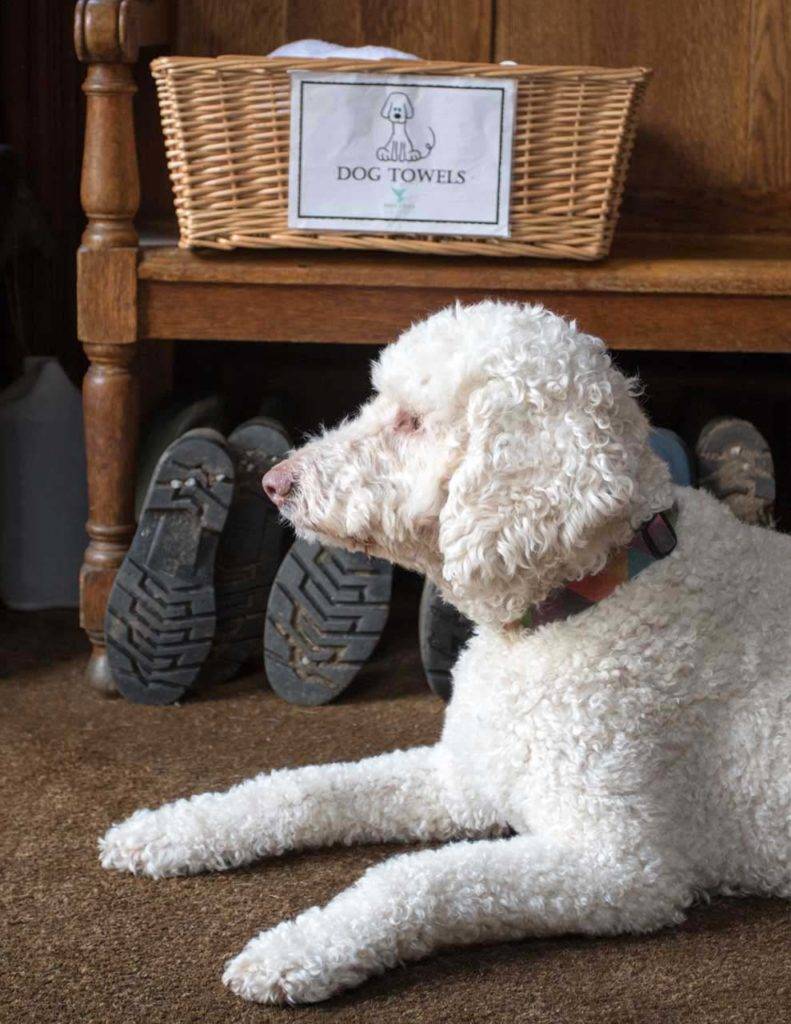 White poodle sitting on the floor at Bovey Castle
