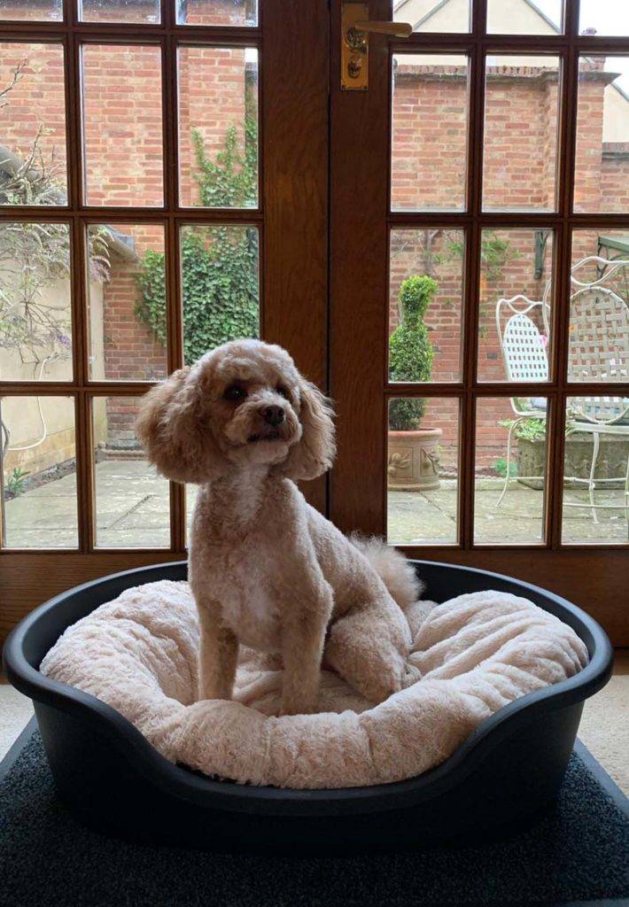 Perro pequeño sentado en una cama para perros frente a puertas francesas en Mallory Court