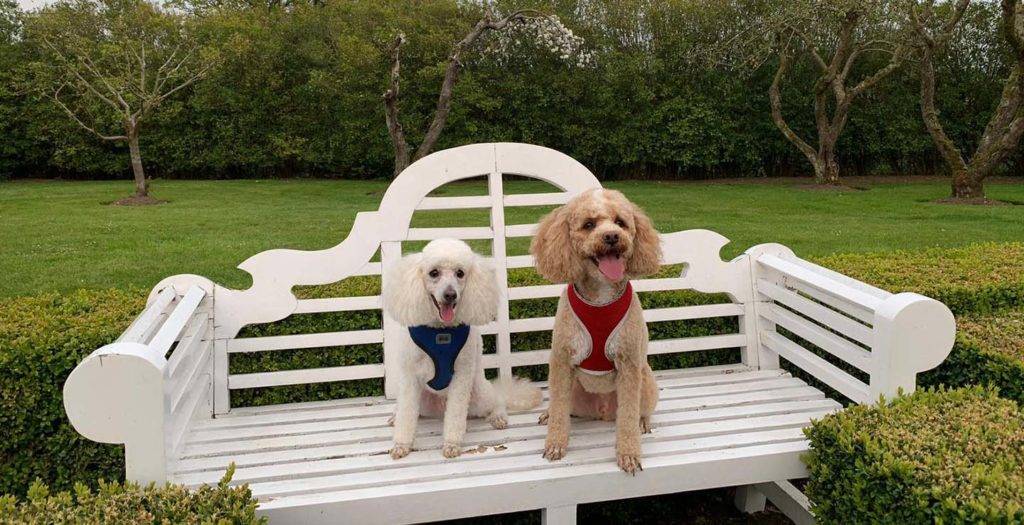 Dos pequeños perros sentados en un banco en los jardines de Mallory Court