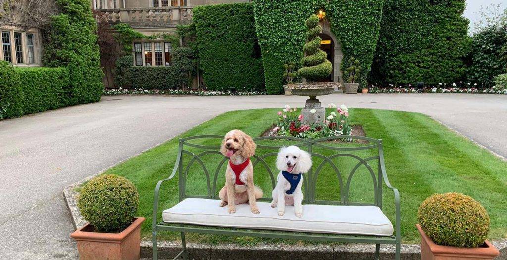 Dos perros pequeños sentados en un banco en el patio de Mallory Court