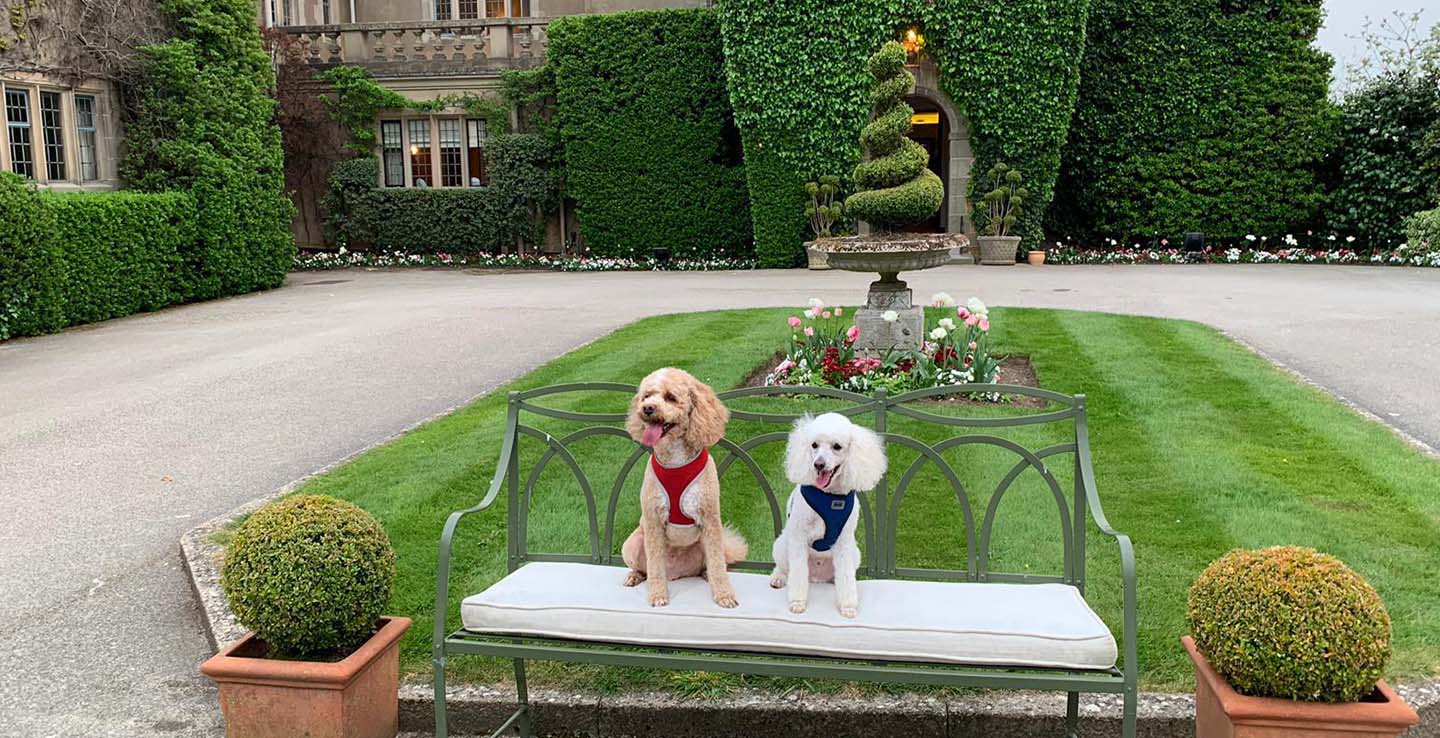Two small dogs sitting on a bench in the courtyard at Mallory Court