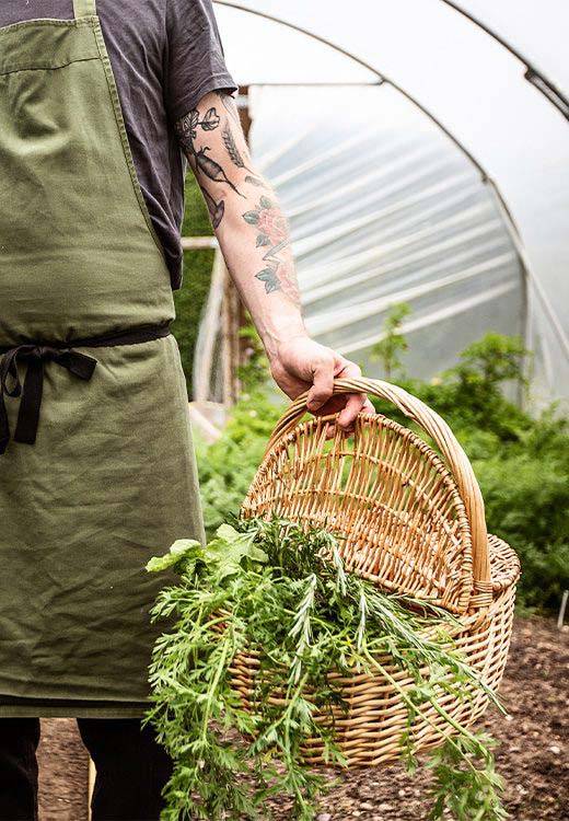 Chef picking fresh herbs in the garden at Mallory Court