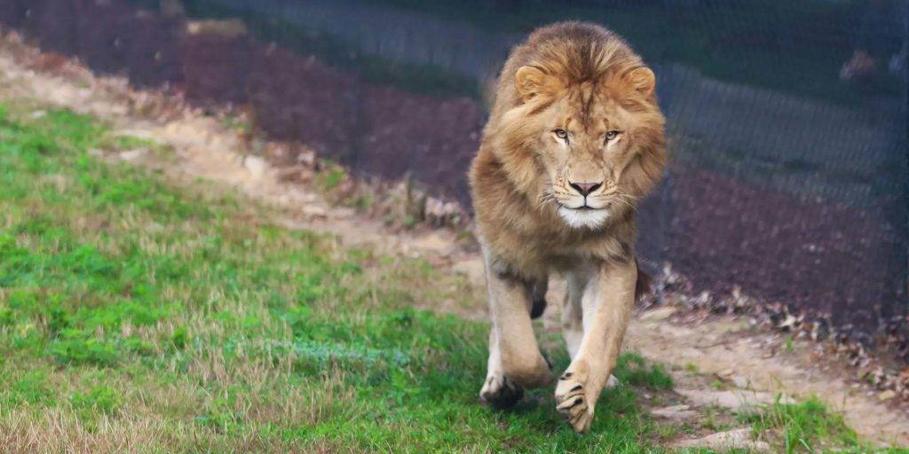 Lion mâle courant dans l'habitat faunique de Nemacolin