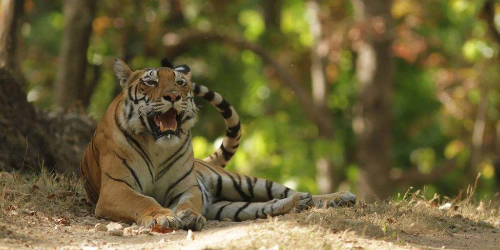 Tigre descansando en el suelo en el hábitat de vida silvestre de Nemacolin