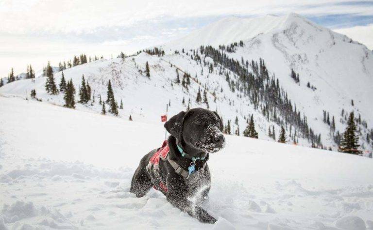 एस्पेन, कोलोराडो में एक पहाड़ की चोटी पर बर्फ में खेलता कुत्ता