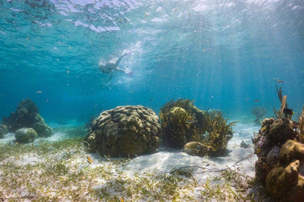 Mujer buceando por encima de un arrecife en Placencia, Belice
